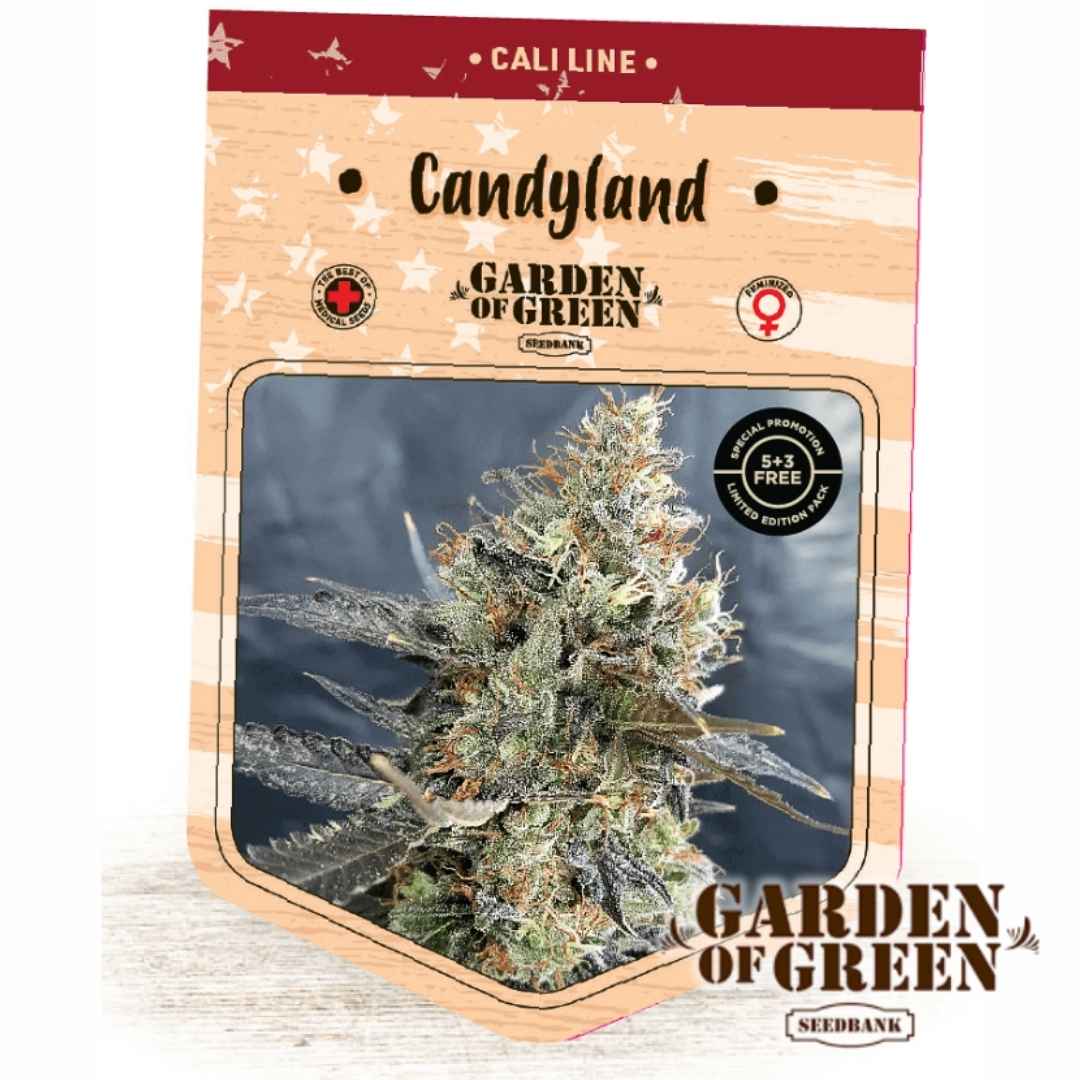 Candyland Blüte mit dichten Harzschichten und orangefarbenen Blütenhaaren