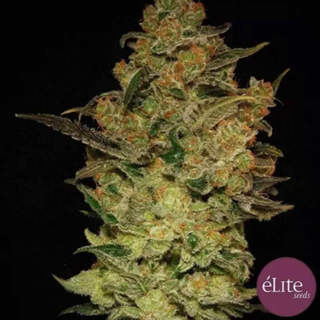 Caprichosa Thai Cannabisblüte mit harzigen Trichomen, grünen Blättern und orangefarbenen Blütenfäden