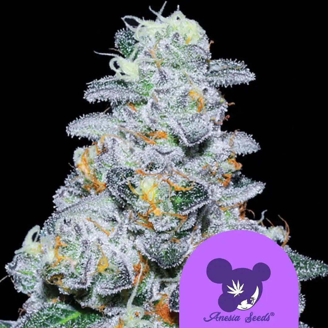 Captain Future Cannabisblüte, kompakt mit einer Mischung aus grünen und purpurfarbenen Trichomen.