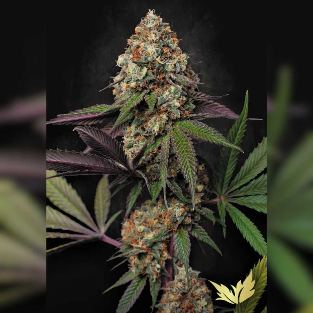 Dichte Caramba Blüte mit violett-grünen Blättern und orangefarbenen Blütenhaaren voller Harztrichome.