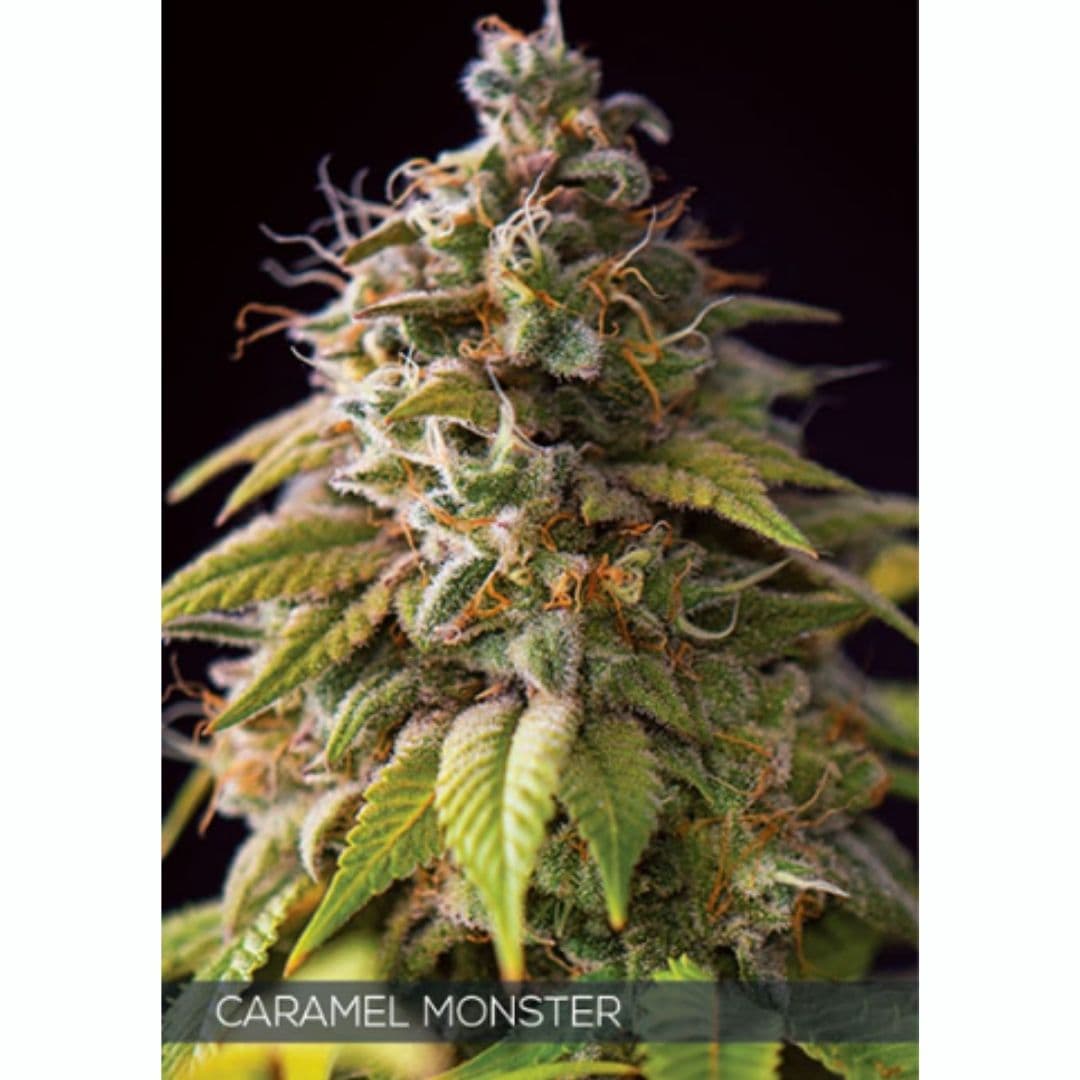 Harzreiche Caramel Monster Blüte von Vision Seeds mit dichten Kelchen und orangefarbenen Blütenfäden