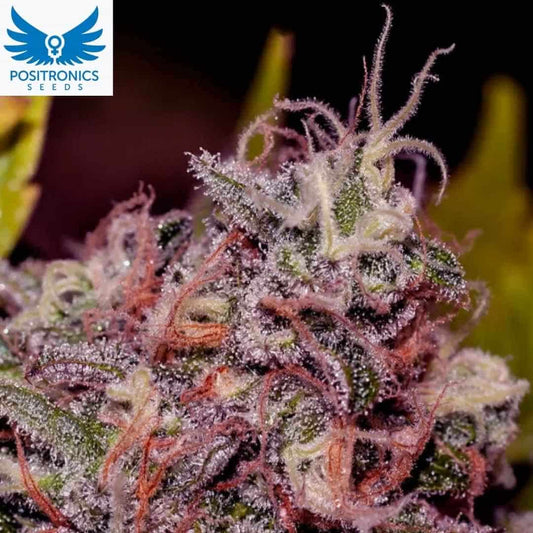 Caramelice Cannabisblüte mit dichten Trichomen, orangefarbenen Härchen und kompakten Buds in der Blütephase