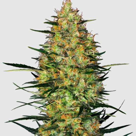 Dichte Caramellow Kush Hanfblüte mit harzigen Trichomen und orangefarbenen Stempeln