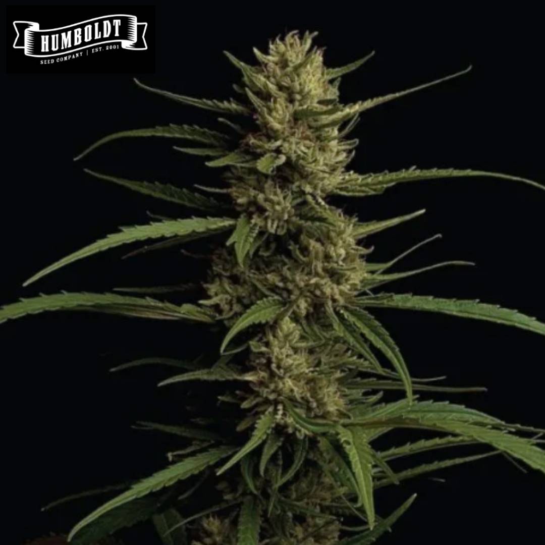 Caribbean Queen Cannabispflanze mit dichter Hauptblüte und schmalen grünen Blättern
