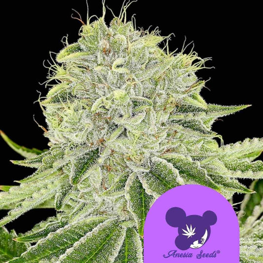 Dichte Cash Cow Cannabisblüte mit üppiger Harzschicht und leuchtend grünen Zuckerblättern