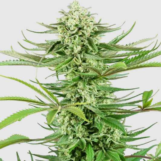 Verzweigte Cashew Kush-Pflanze mit dichten, glitzernden Blütenständen