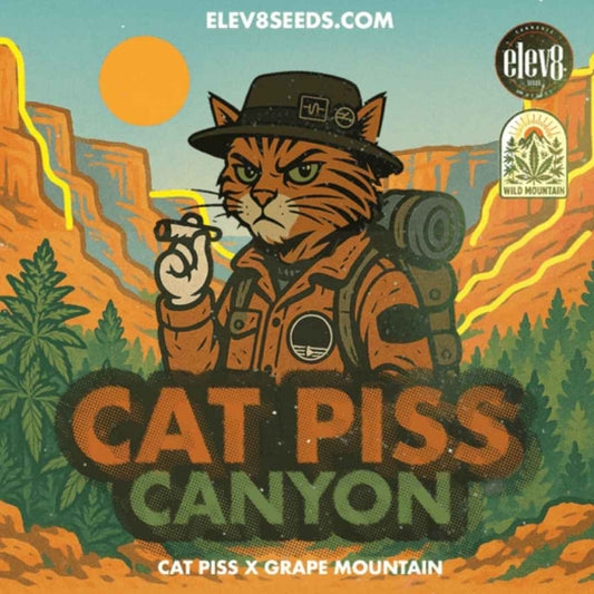 Cat Piss Canyon (Elev8 Seeds) Feminisiert