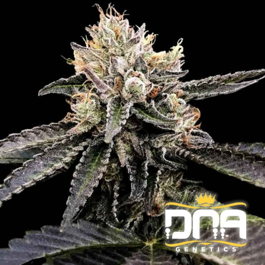 Cataract Cake Blüte mit dichten Harztrichomen, dunklen Blättern und orangefarbenen Blütenfäden.