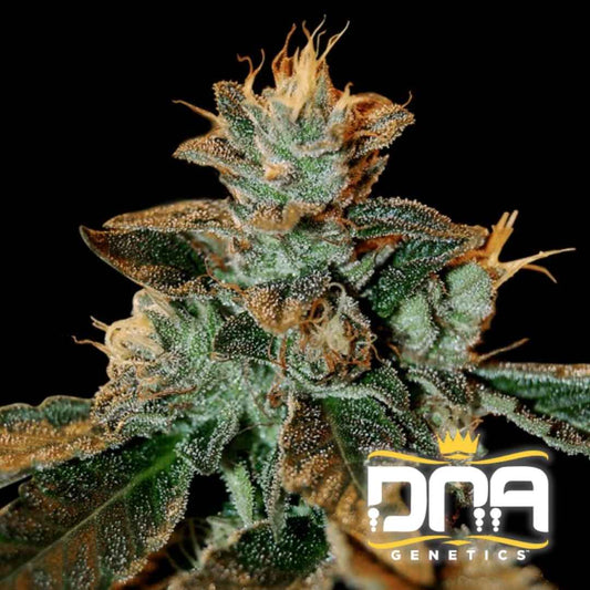 Cataract Kush Blüte mit dichten Harztrichomen und orangefarbenen Blütenhaaren in voller Reife.