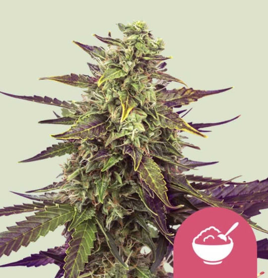 Cereal Milk cannabis strain with vibrant purple and green buds and dense trichomes
