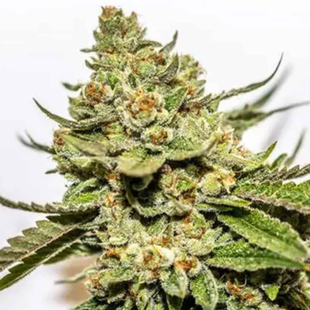 Cereal Milk x OG Kush Vision Seeds Pflanze mit kompakter, heller Blüte