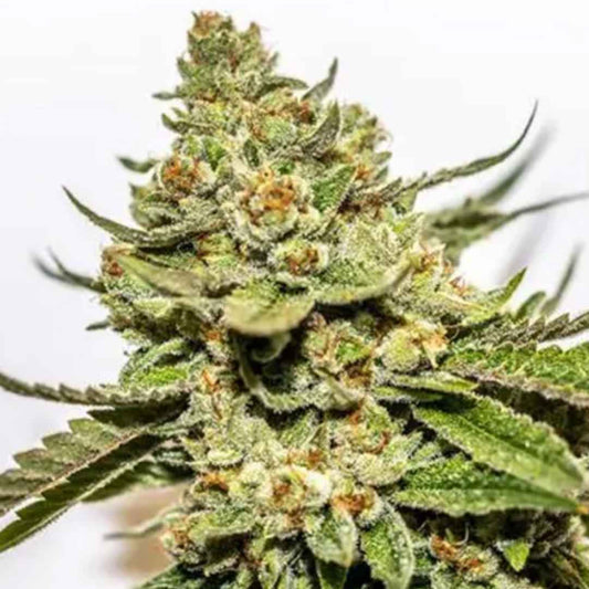 Cereal Milk x OG Kush Vision Seeds Pflanze mit kompakter, heller Blüte