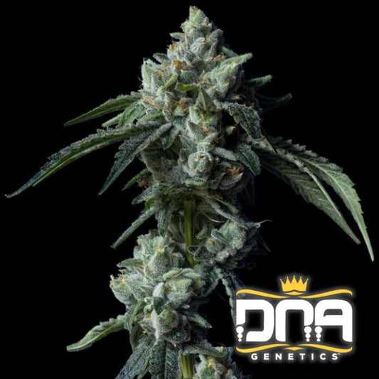 Challah Bread Cannabisblüte mit dichten, harzigen Trichomen und kompakten, indicaartigen Buds.