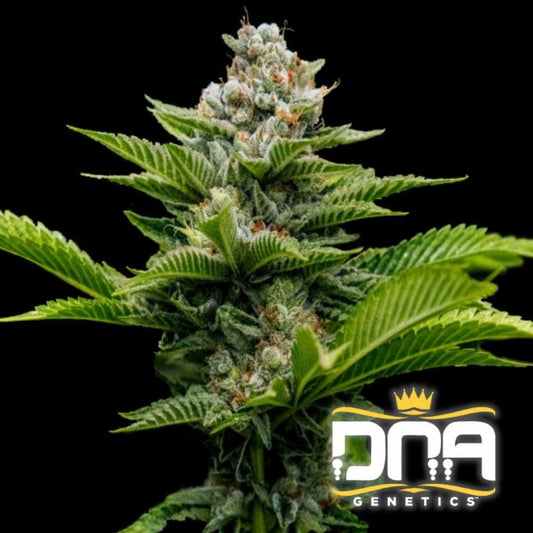 Nahaufnahme einer dichten Challah Cake Blüte mit harzigen Trichomen und leuchtend grünen Blättern.