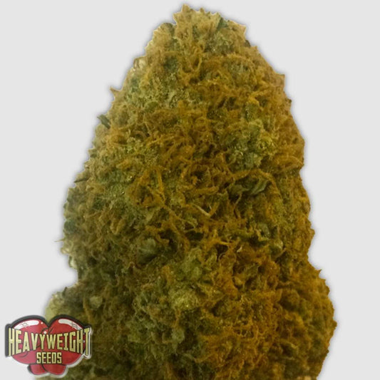 Champion Cannabisblüte mit dichten grünen Buds und orangefarbenen Härchen, stark harzig