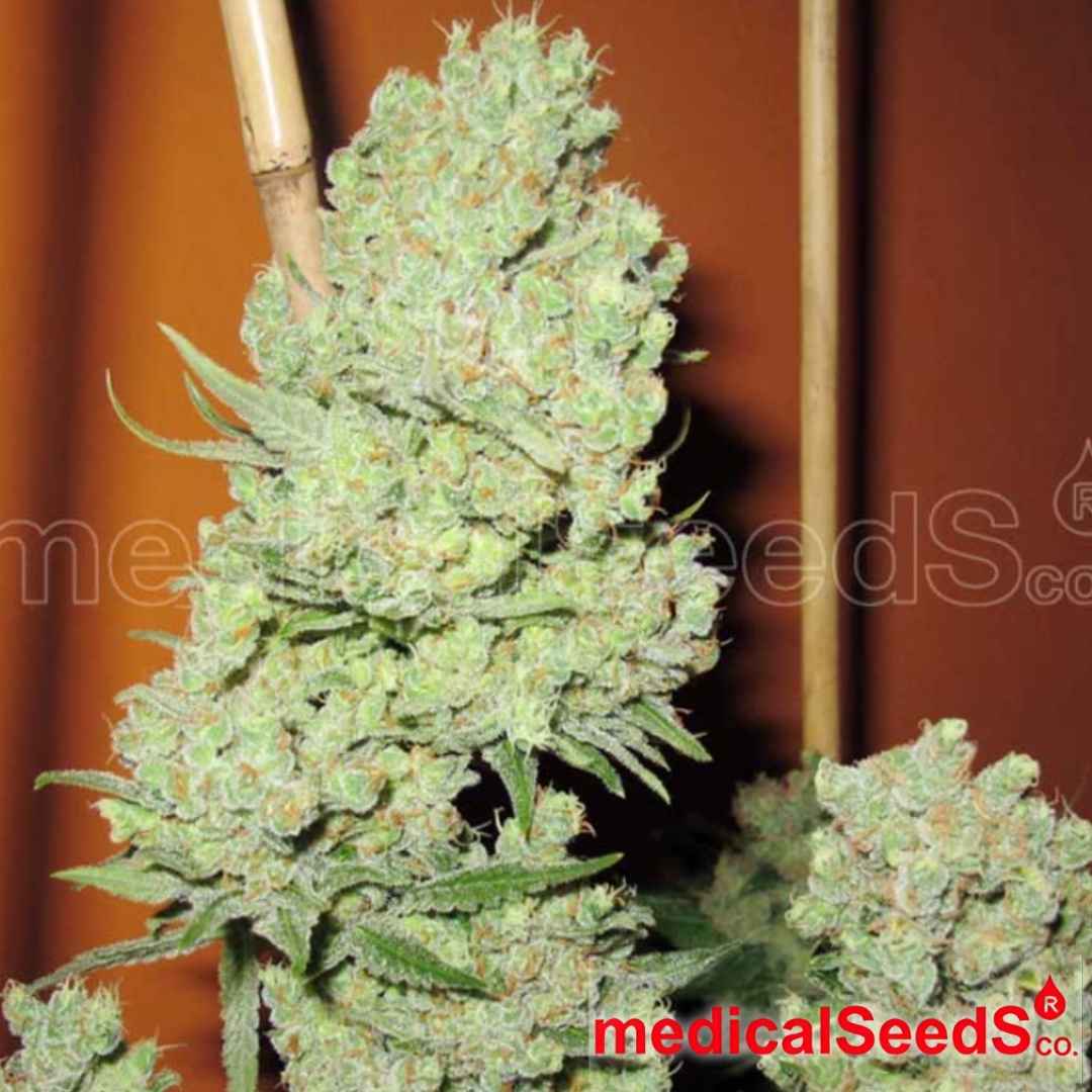 Channel + Cannabisblüte mit dichtem Budaufbau, harziger Oberfläche und kompakter Struktur an der Pflanze