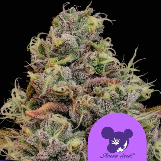 Dicht mit Harz überzogener Chaos Cake Bud mit violetten Akzenten und leuchtend orangefarbenen Blütenhärchen