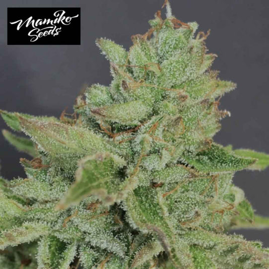 Charm Cookies Blüte mit dichten Trichomen, grünen Kelchen und feinen orangefarbenen Härchen
