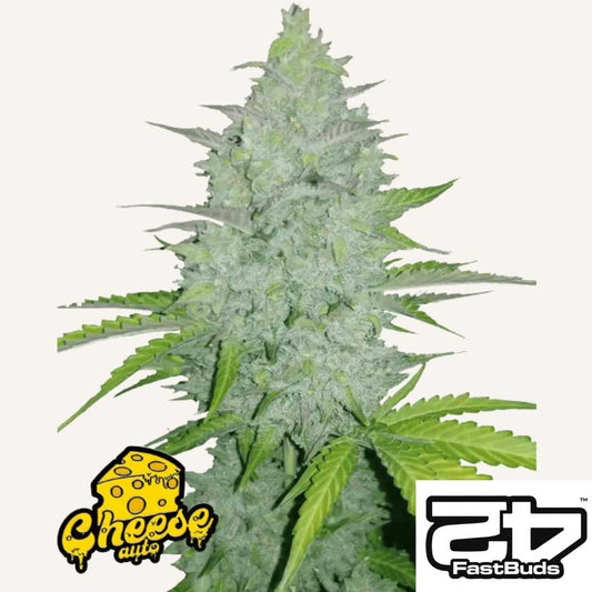 Dichte Cheese Auto Blüte mit harzigen Trichomen und kräftigen grünen Blättern