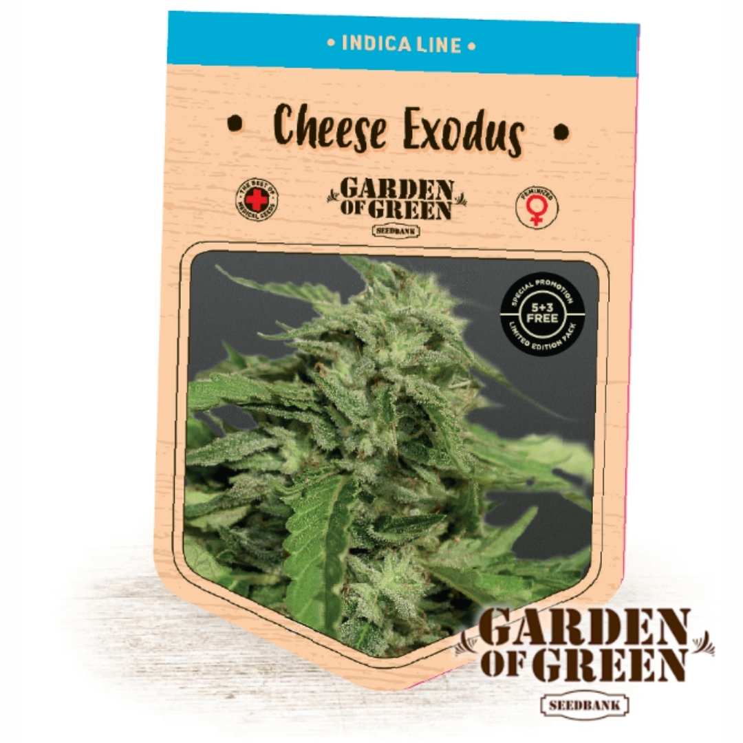 Cheese Exodus Blüte mit dichten, harzigen Trichomen und kompakten Buds von Garden of Green