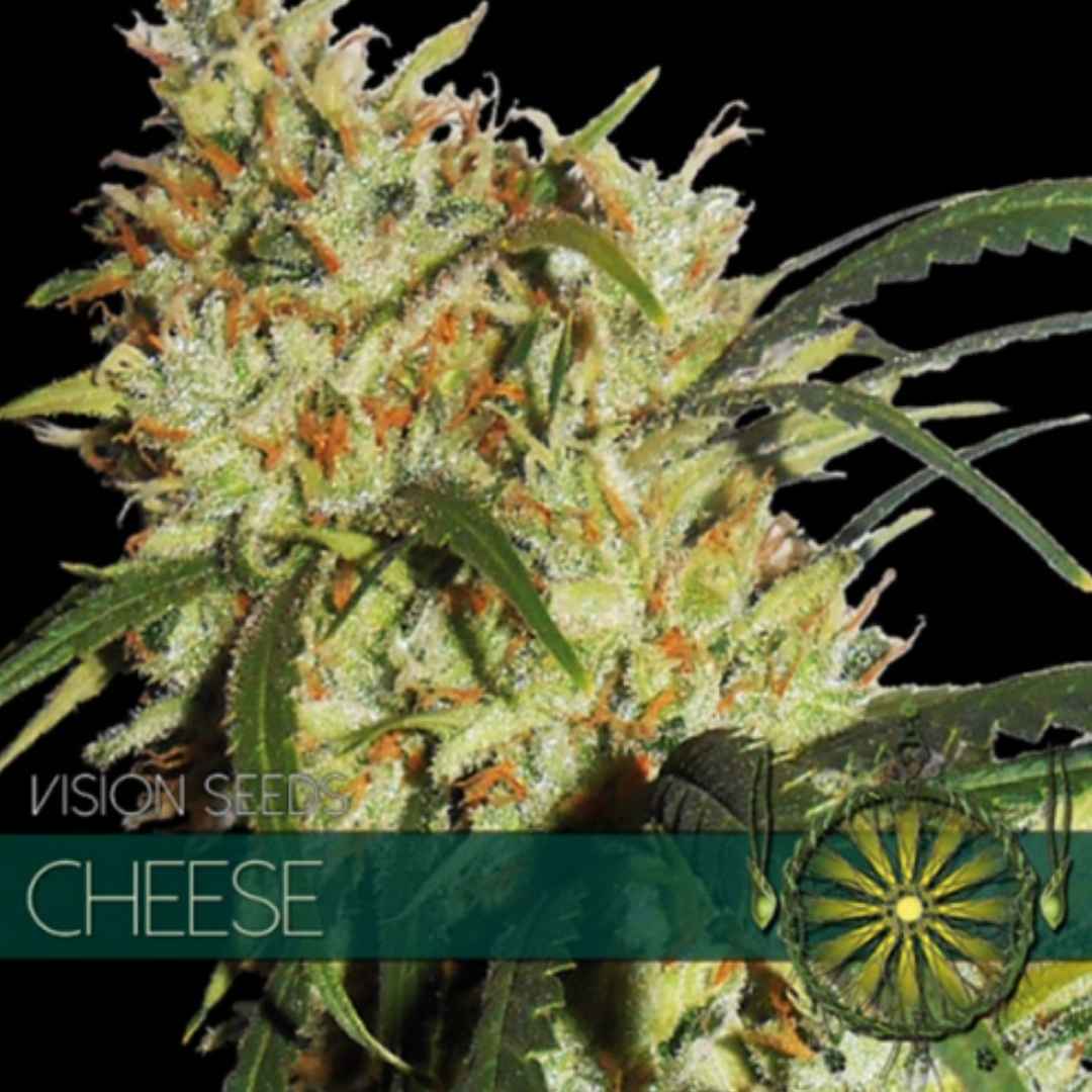 Cheese Vision Seeds Pflanze mit kompakten grünen Blüten und hellen Blütenfäden