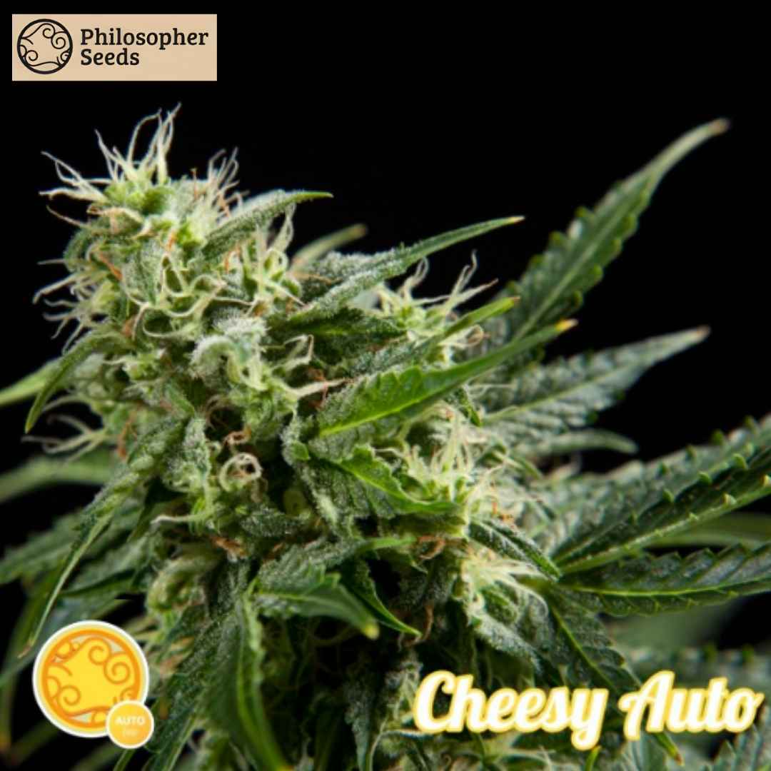 Cheesy Auto Blüte mit dichten, harzigen Buds und hellen Pistillen in der späten Blütephase