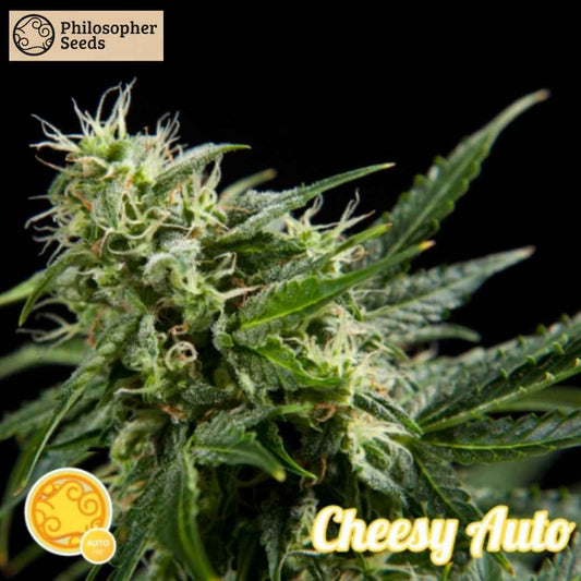 Cheesy Auto Blüte mit dichten, harzigen Buds und hellen Pistillen in der späten Blütephase