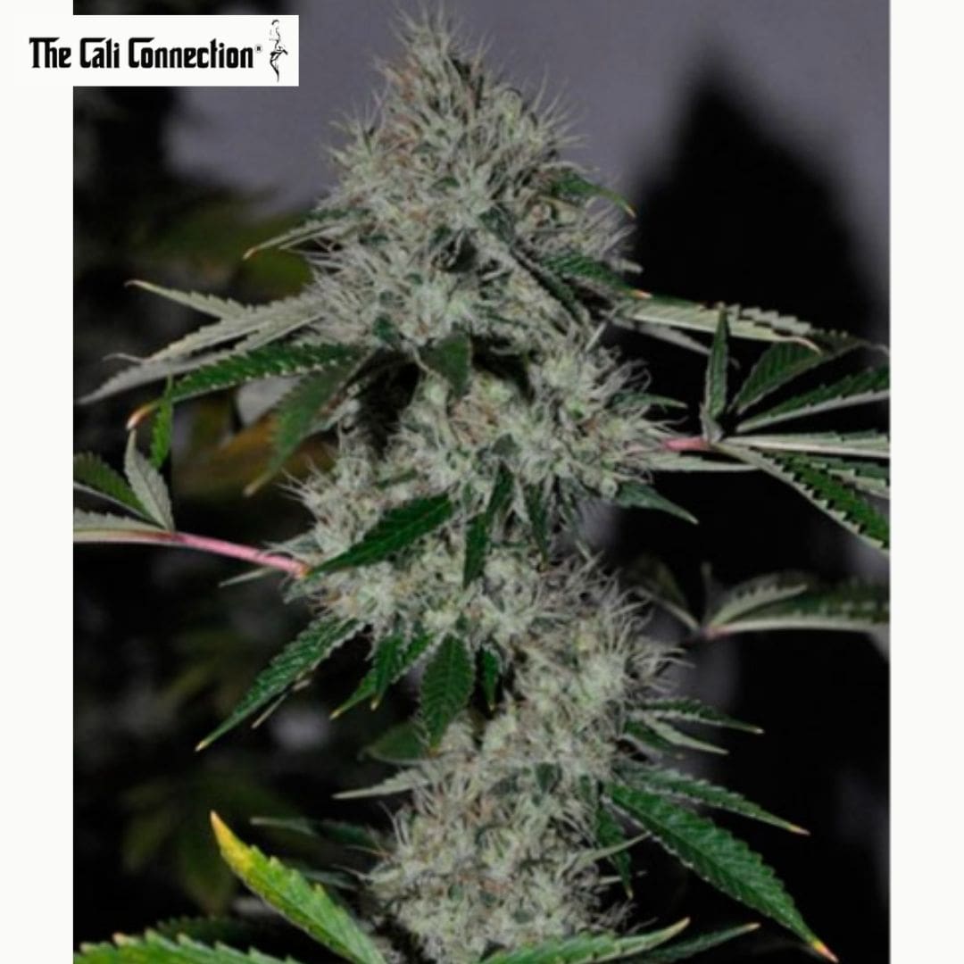 Harzige Chem 4 OG Hauptblüte mit dichten Kelchen, weißen Blütenfäden und schmalen grünen Blättern.