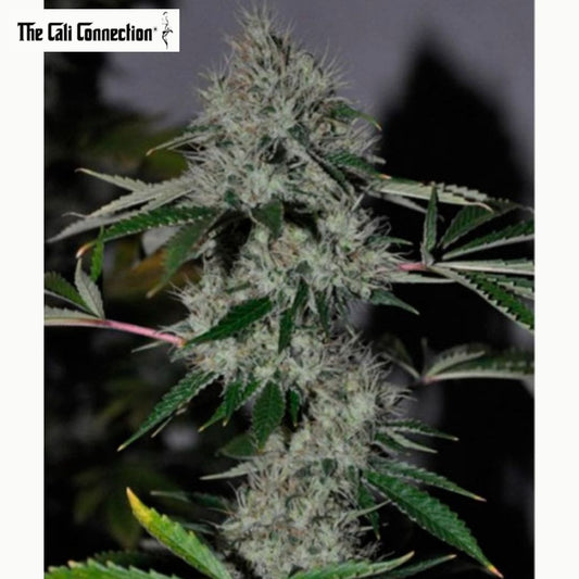 Harzige Chem 4 OG Hauptblüte mit dichten Kelchen, weißen Blütenfäden und schmalen grünen Blättern.