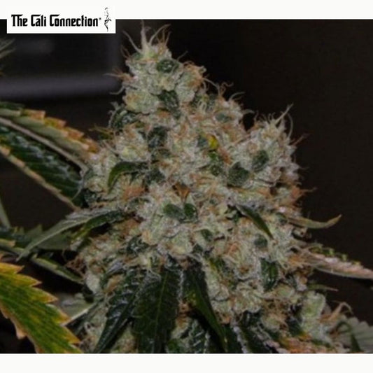 Dichte Chem 91 Sk Va Blüte mit starkem Trichombesatz, orangefarbenen Blütenfäden und dunklen Zuckerblättern.