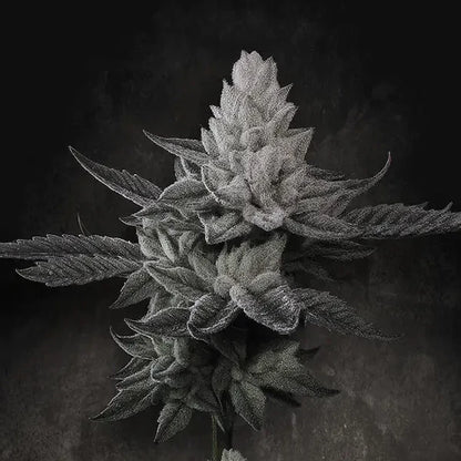 Chem Cake (Paradise Seeds) Feminisiert