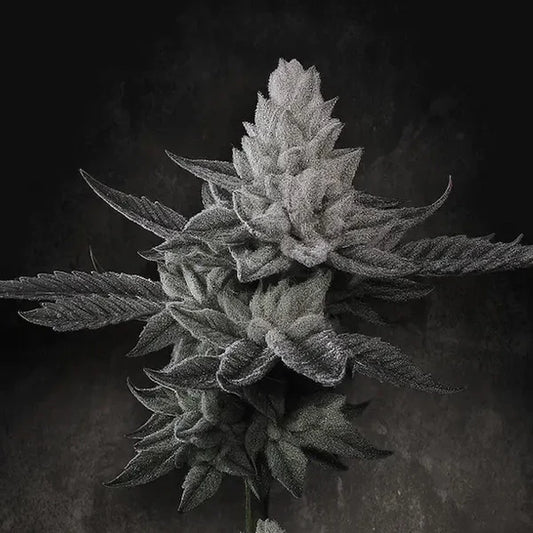 Chem Cake (Paradise Seeds) Feminisiert