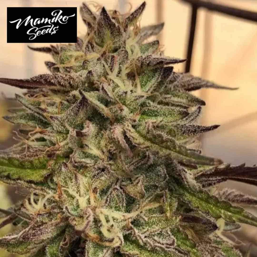 Harzige Chem Cookies Blüte mit grünen Kelchen, dunklen Zuckerblättern und hellen Blütenfäden