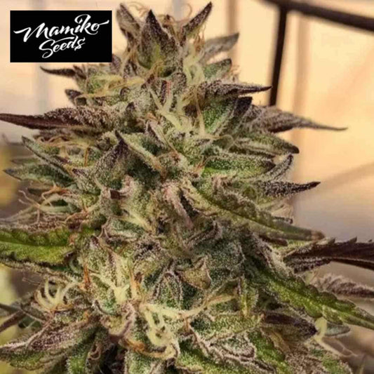 Harzige Chem Cookies Blüte mit grünen Kelchen, dunklen Zuckerblättern und hellen Blütenfäden