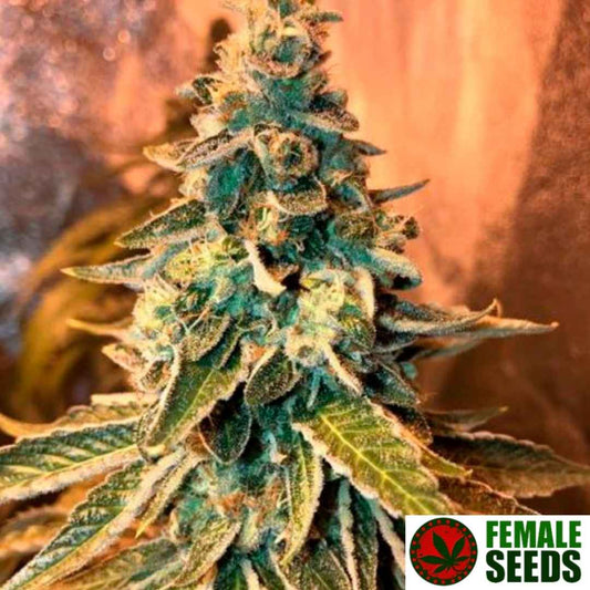 Reife Chem OG Cannabisblüte mit dichten, harzigen Buds und gezackten Blättern voller Trichome