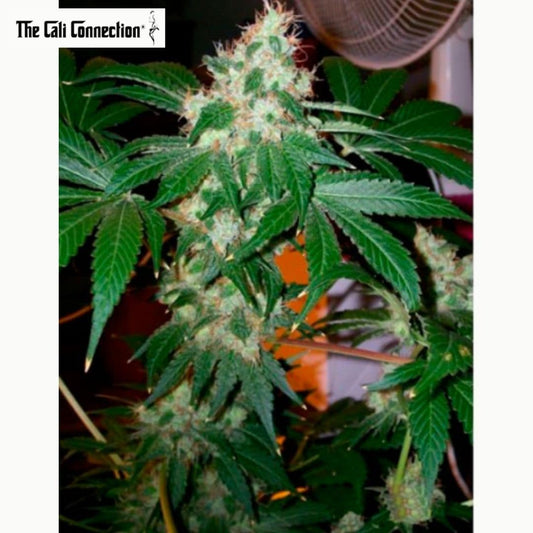 Chem Valley Kush mit langer, dichter Hauptblüte, orangefarbenen Blütenfäden und kräftigen grünen Blättern.