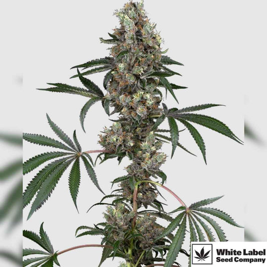 Kräftige Chemberries Blüte mit dichten Harzknospen und farbigen Zuckerblättern