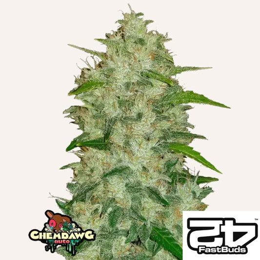 Dichte Chemdawg Auto Blüte mit vielen Harzkristallen und leuchtend grünen Blättern