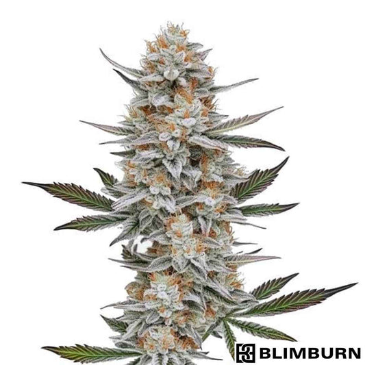 Chocolopez Cannabisblüte mit dichter, harziger Cola und orangefarbenen Blütenstempeln