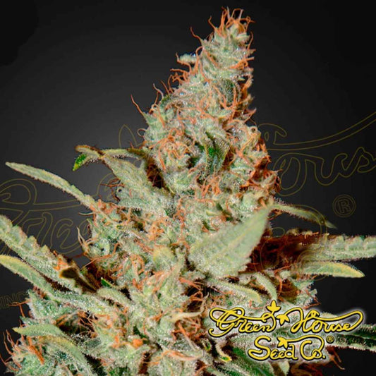 Chemdog Cannabisblüte mit dichten Buds, vielen orangefarbenen Blütenfäden und stark sichtbaren Trichomen