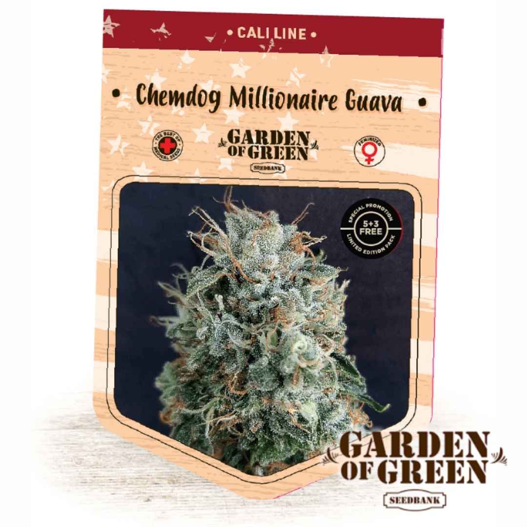 Frostige Chemdog Millionaire Guava Blüte mit dichten Trichomen und orangenen Härchen