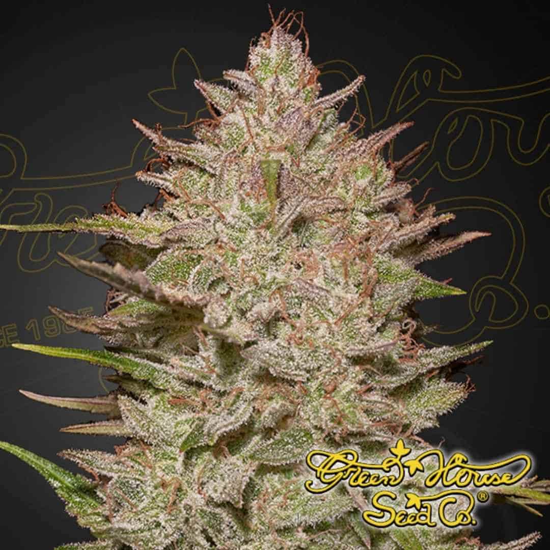 Harzige Cannabisblüte von Chemical Candy Auto mit dichter Struktur, vielen Trichomen und orangefarbenen Blütenfäden