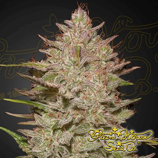 Harzige Cannabisblüte von Chemical Candy Auto mit dichter Struktur, vielen Trichomen und orangefarbenen Blütenfäden