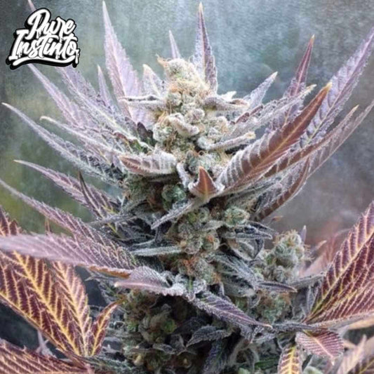 Cherry Cookies Cannabisblüte mit dichten harzigen Buds und violett gefärbten Blättern in der späten Blütephase