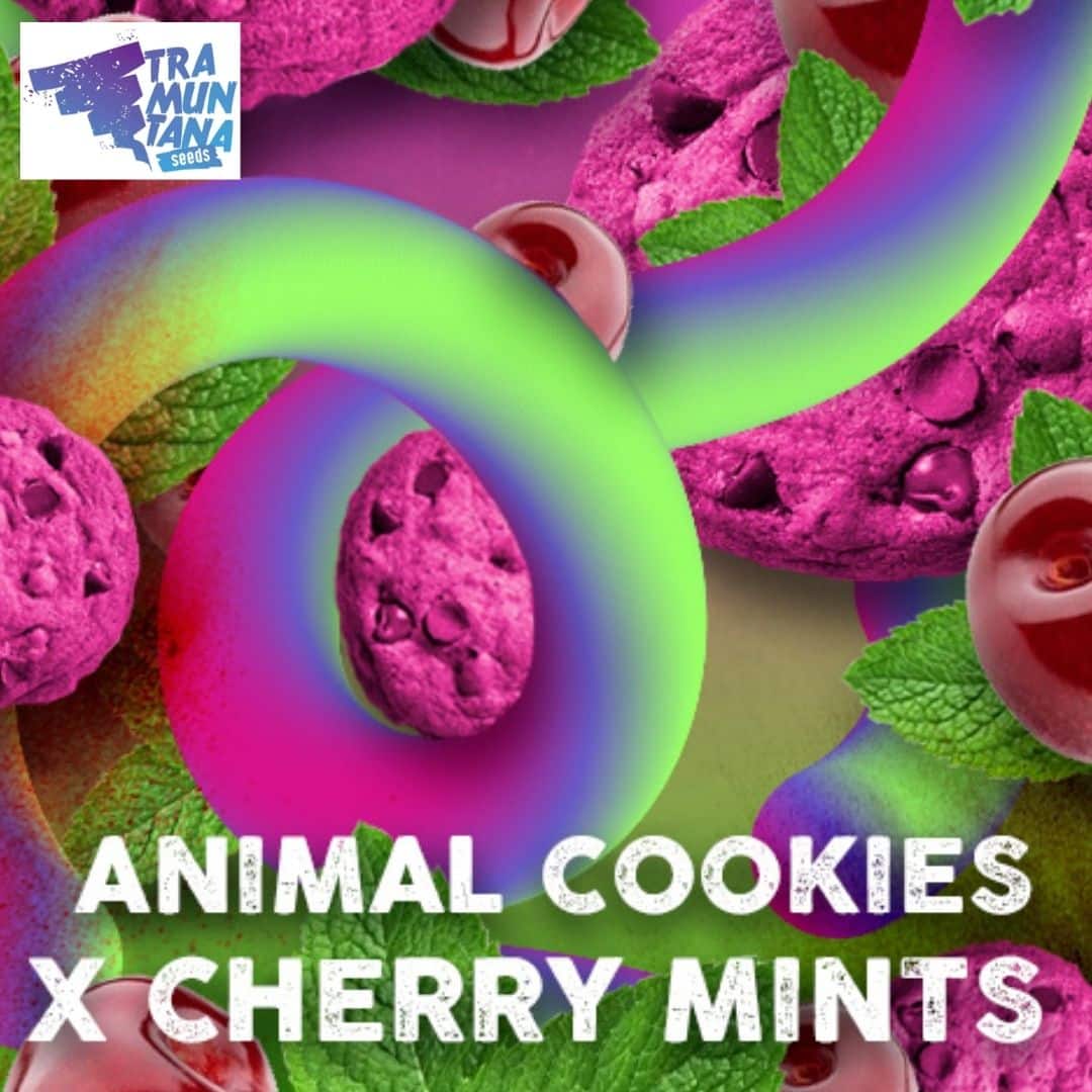 Cherry Cookies Mints Motiv mit pinken Keksen, Kirschen, Minzblättern und buntem Ring.