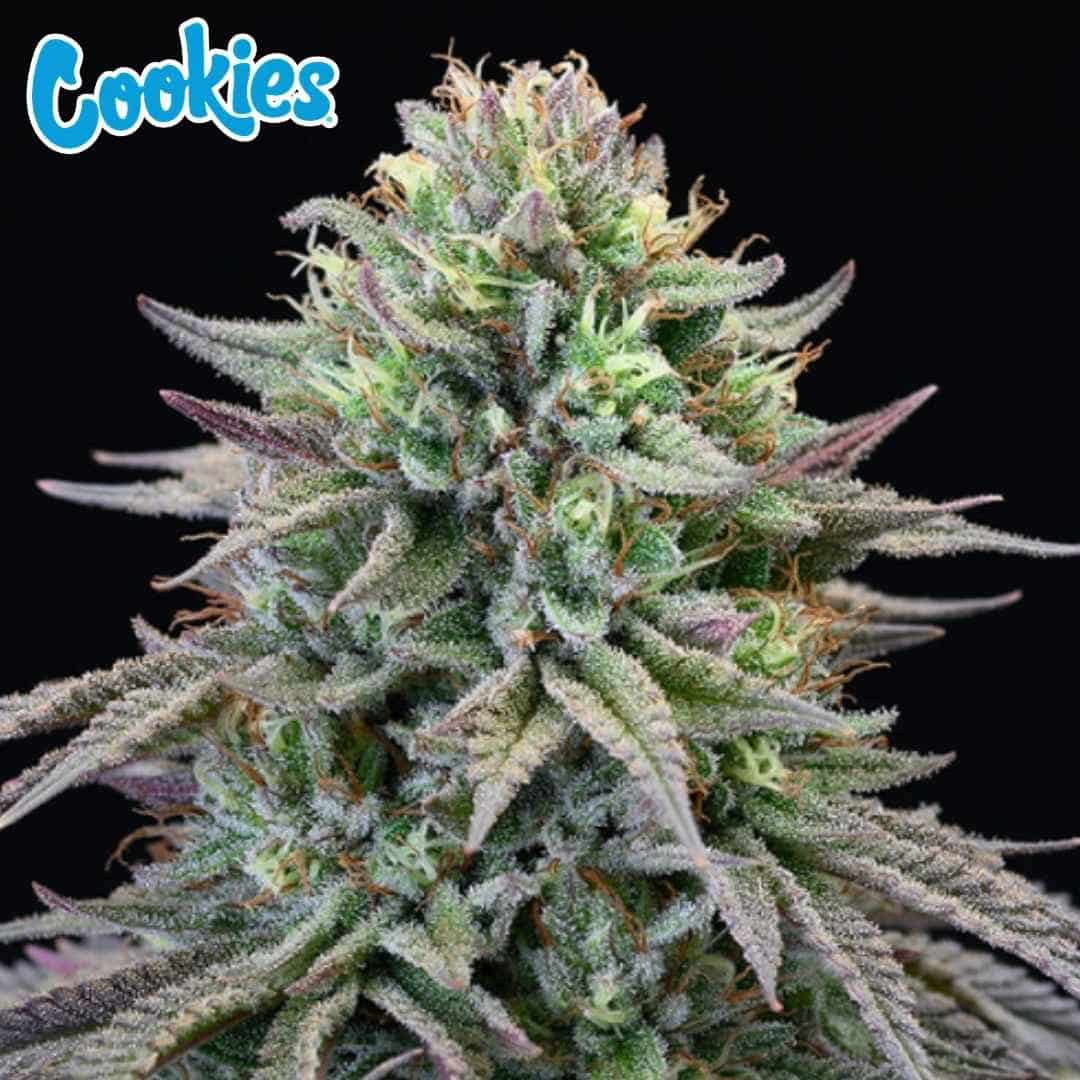 Harzige Cherry Cooks Blüte mit dichten Buds, orangefarbenen Härchen und kristalliner Trichombedeckung