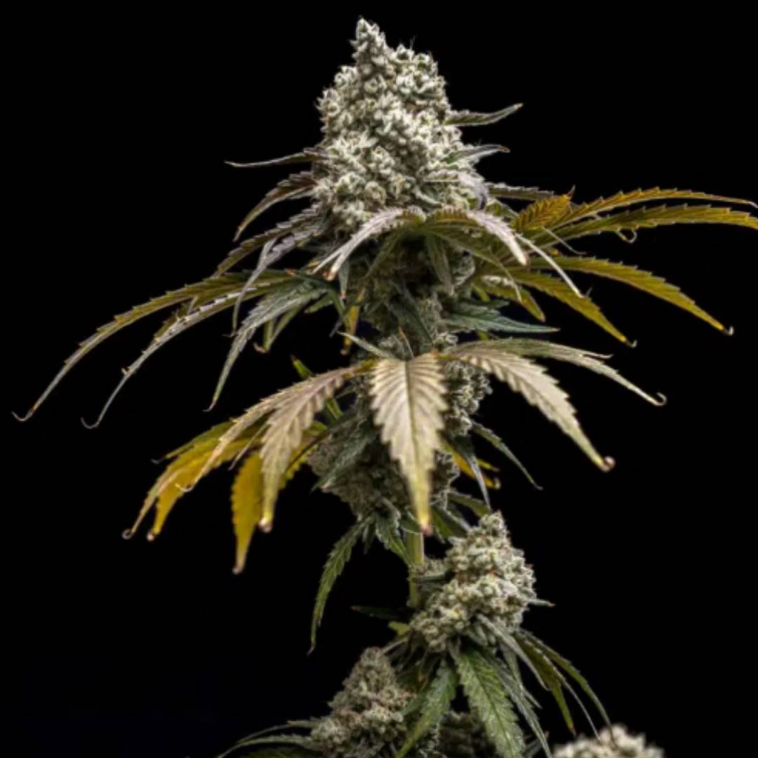 Cherry Crush von World Breeders mit dichter, harziger Cannabisblüte und hellen Blütenfäden.
