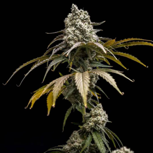 Cherry Crush von World Breeders mit dichter, harziger Cannabisblüte und hellen Blütenfäden.