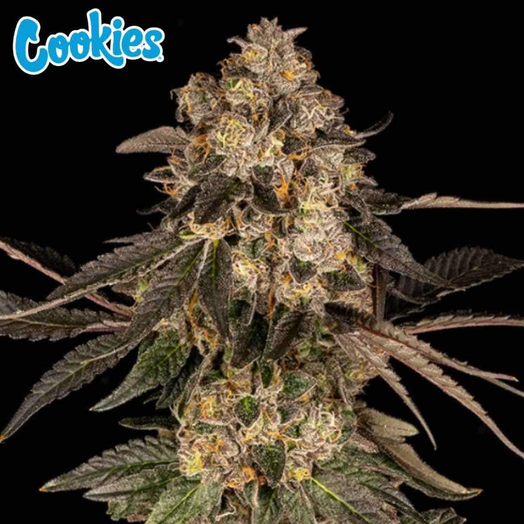 Cherry Fritter Cannabisblüte mit dichten, harzigen Buds und orangefarbenen Härchen