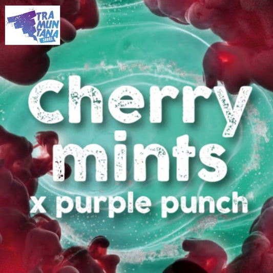 Cherry Mints Motiv mit roten Fruchtformen und dem Schriftzug Cherry Mints x Purple Punch.